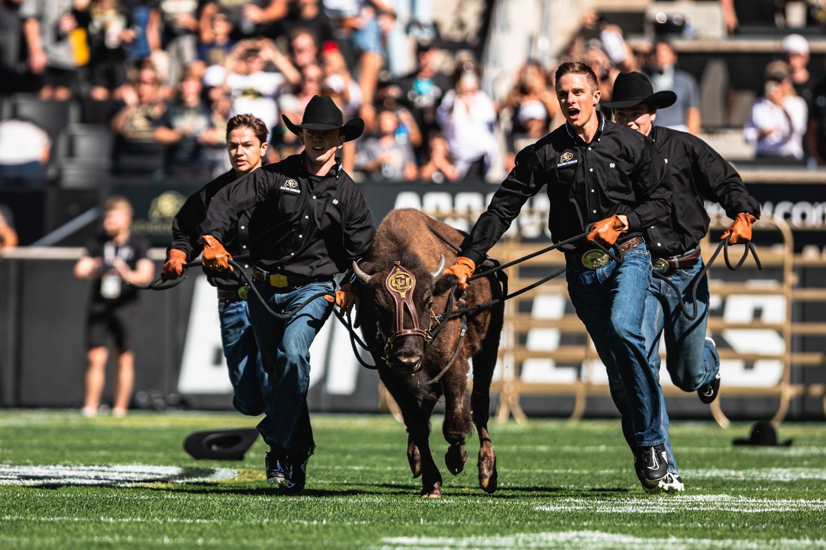 CUBuffs's tweet photo. Happy National Bison Day to the Queen of Boulder 👑 https://t.co/IDSleNiiIz