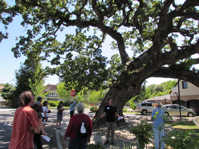 Who knew?! "In 1990 the CA legislature found that California’s oaks help define our landscape. ‘Golden hills dotted with deep green trees,' they called it and declared the first Friday in November as California Oak Day." 🎉
kqed.org/perspectives/2…