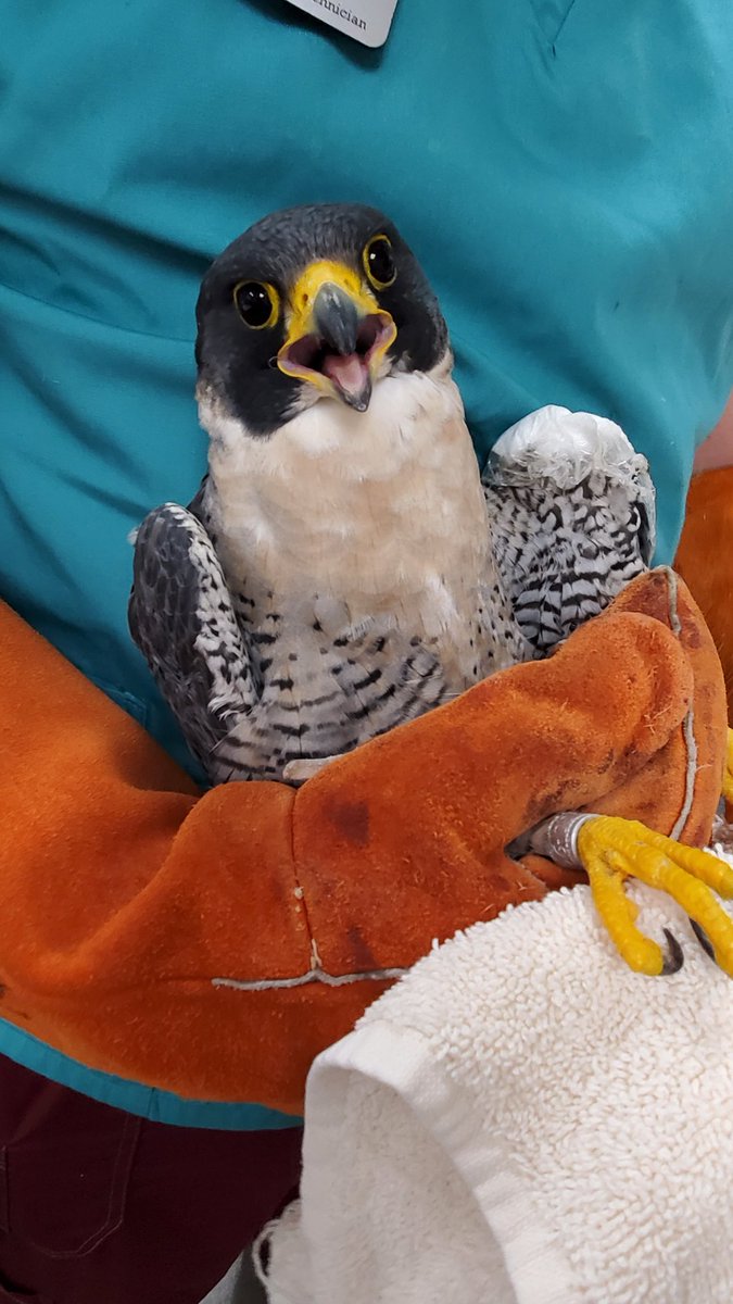 TennisBerkeley's tweet photo. @TennisBerkeley helps deliver #CalFalcon #Grinnell to @lindsaywildlife for surgery. He might have been injured in a territory fight with another #peregrine #falcon the Hospital Patient @UCBerkeley 
￼ https://t.co/Y72kdLSw7c