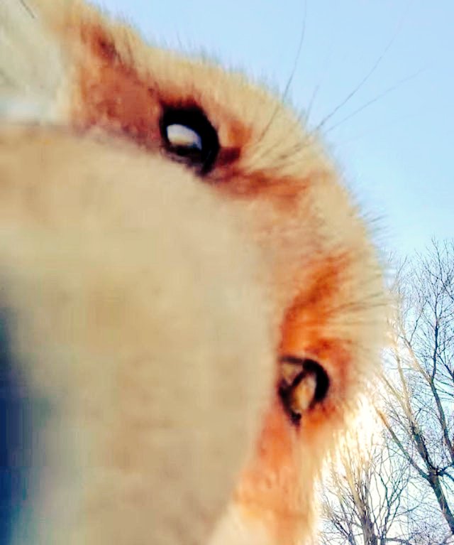 KosaffCollie's tweet photo. @DumbFolfEclipse https://t.co/uj5UXwGfWl
