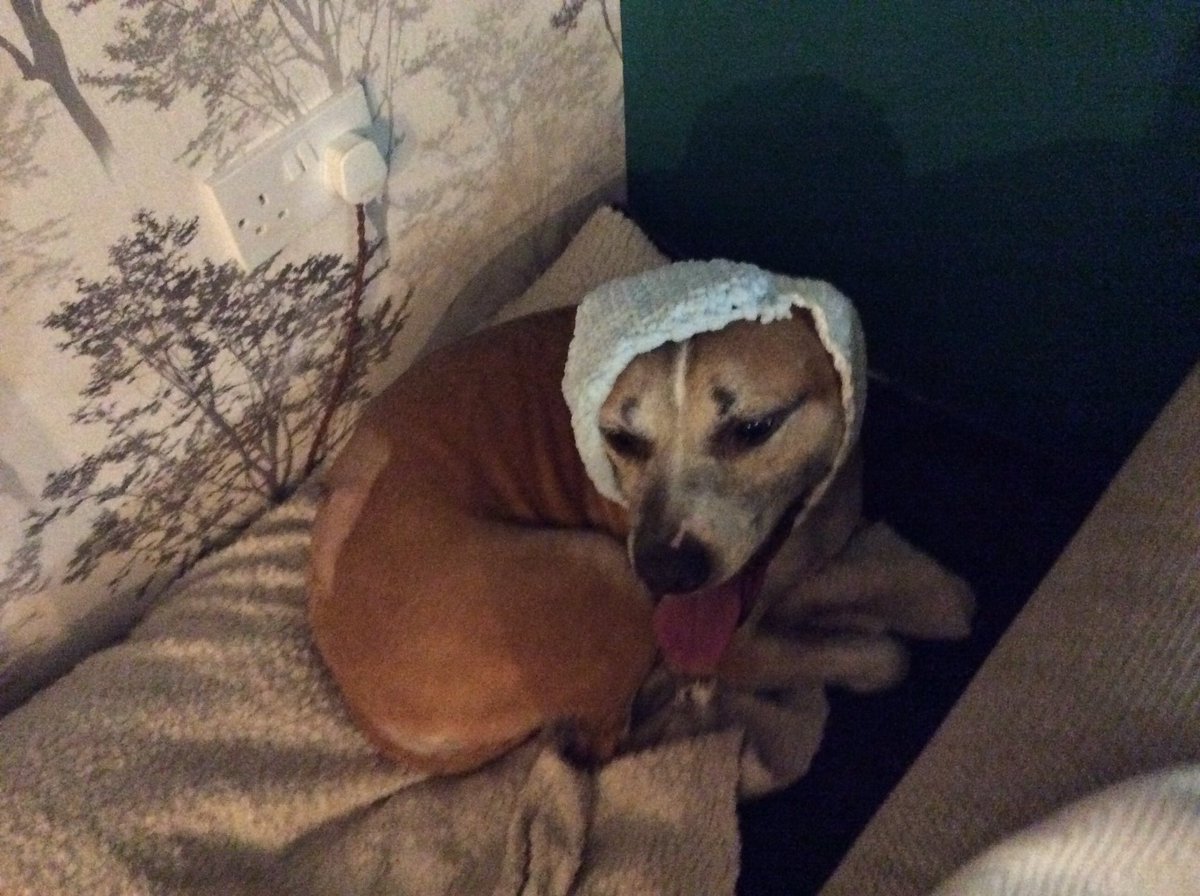 hugopooch's tweet photo. Mummy made us these snoods to help keep the nasty firework noise out while we listen to @ClassicFM #dogsoftwitter #AdoptDontShop https://t.co/9azG2yEoJy