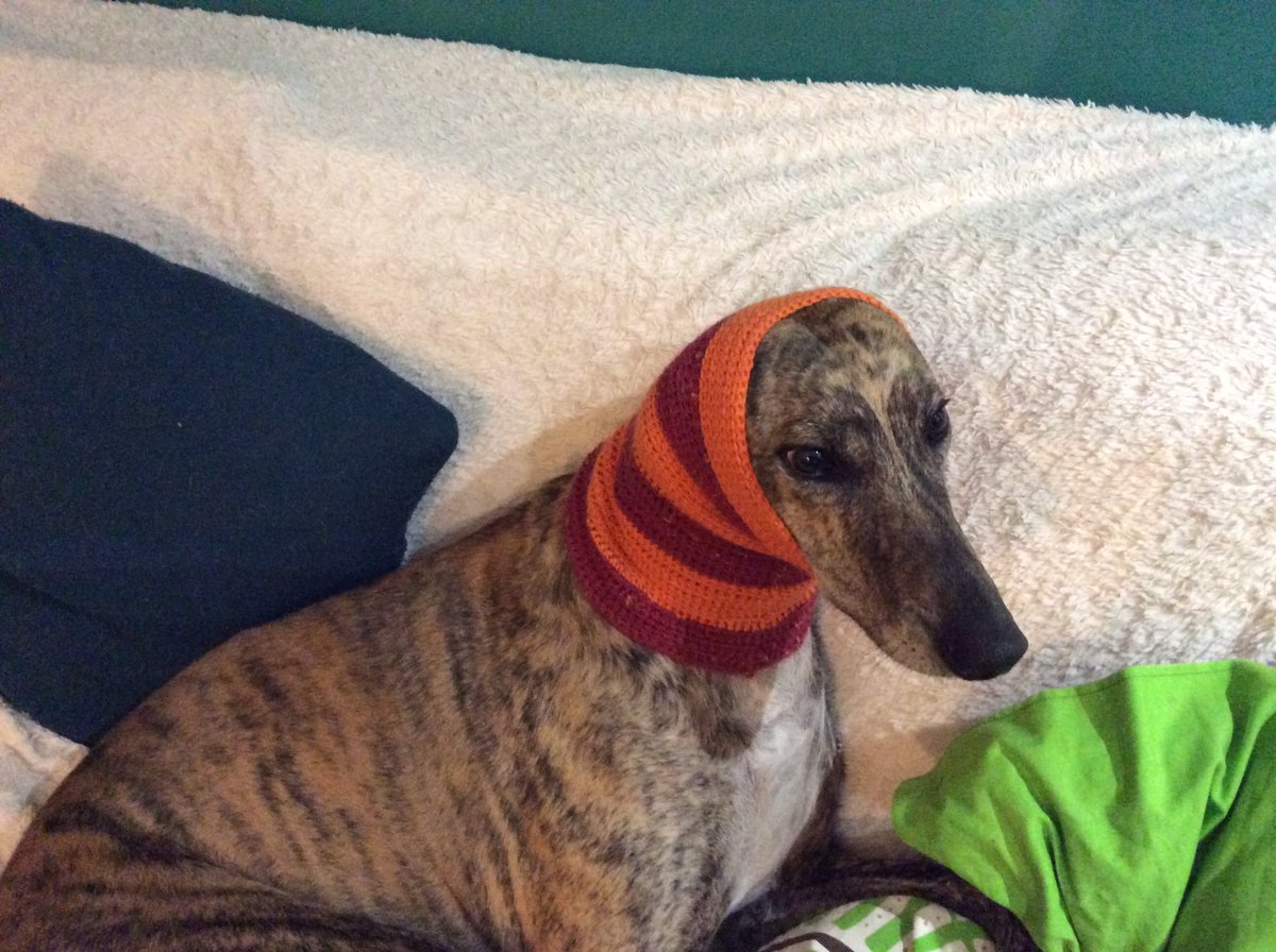 hugopooch's tweet photo. Mummy made us these snoods to help keep the nasty firework noise out while we listen to @ClassicFM #dogsoftwitter #AdoptDontShop https://t.co/9azG2yEoJy