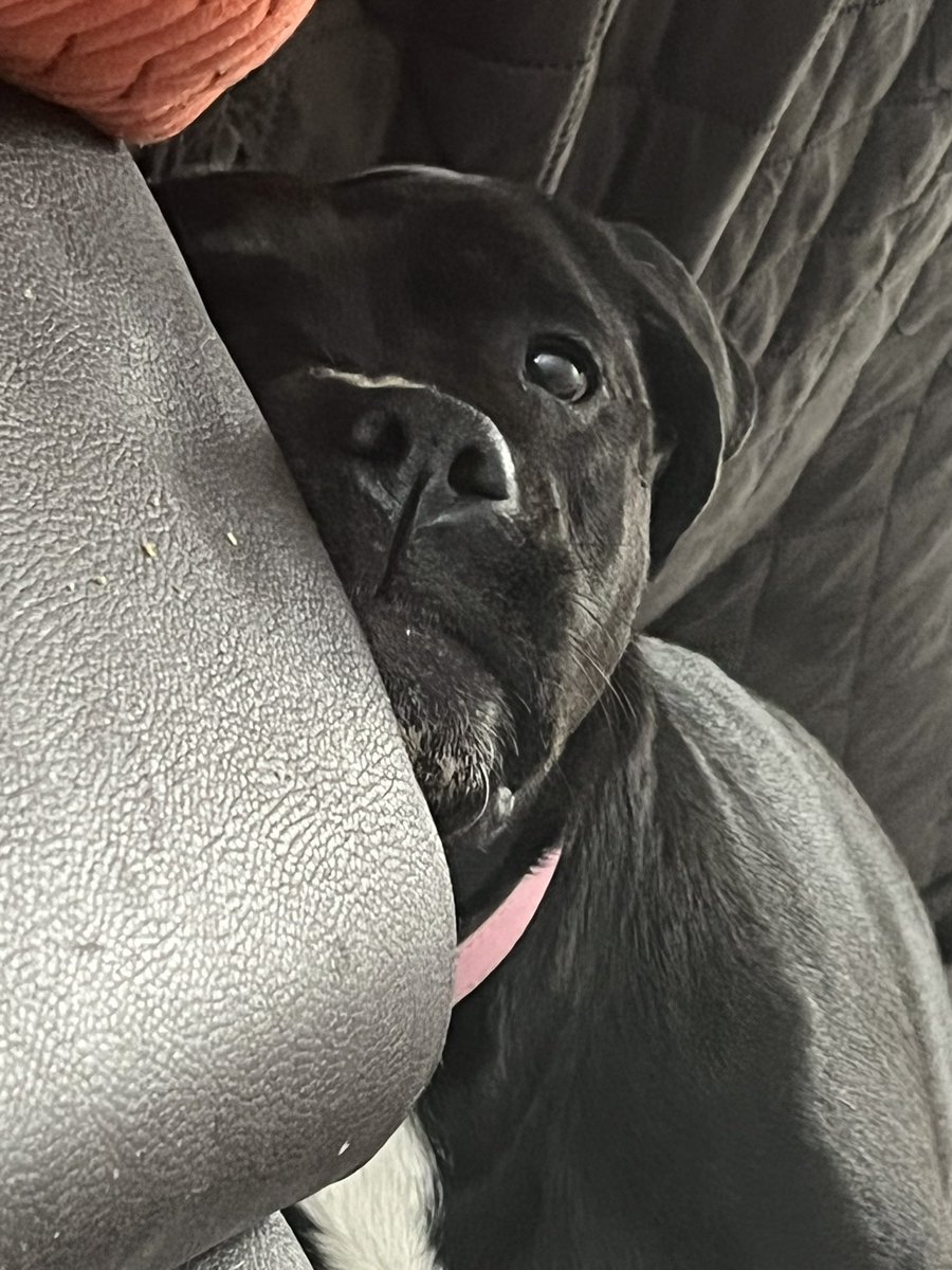 SweetGoodGirl1's tweet photo. Piggums just doing what piggums do, being goddamn adorable ❤️😍 #PiggumsThePibble #DogMom https://t.co/JjCqvUmNe6
