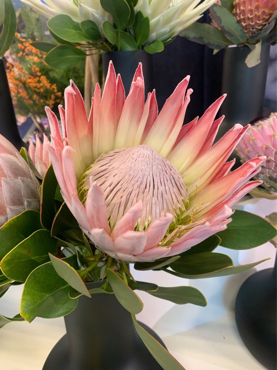 AggEdward's tweet photo. Flora Holland trade Fair @kenyaflower @kenya_chamber @UKinKenya https://t.co/FN7aPaiYos