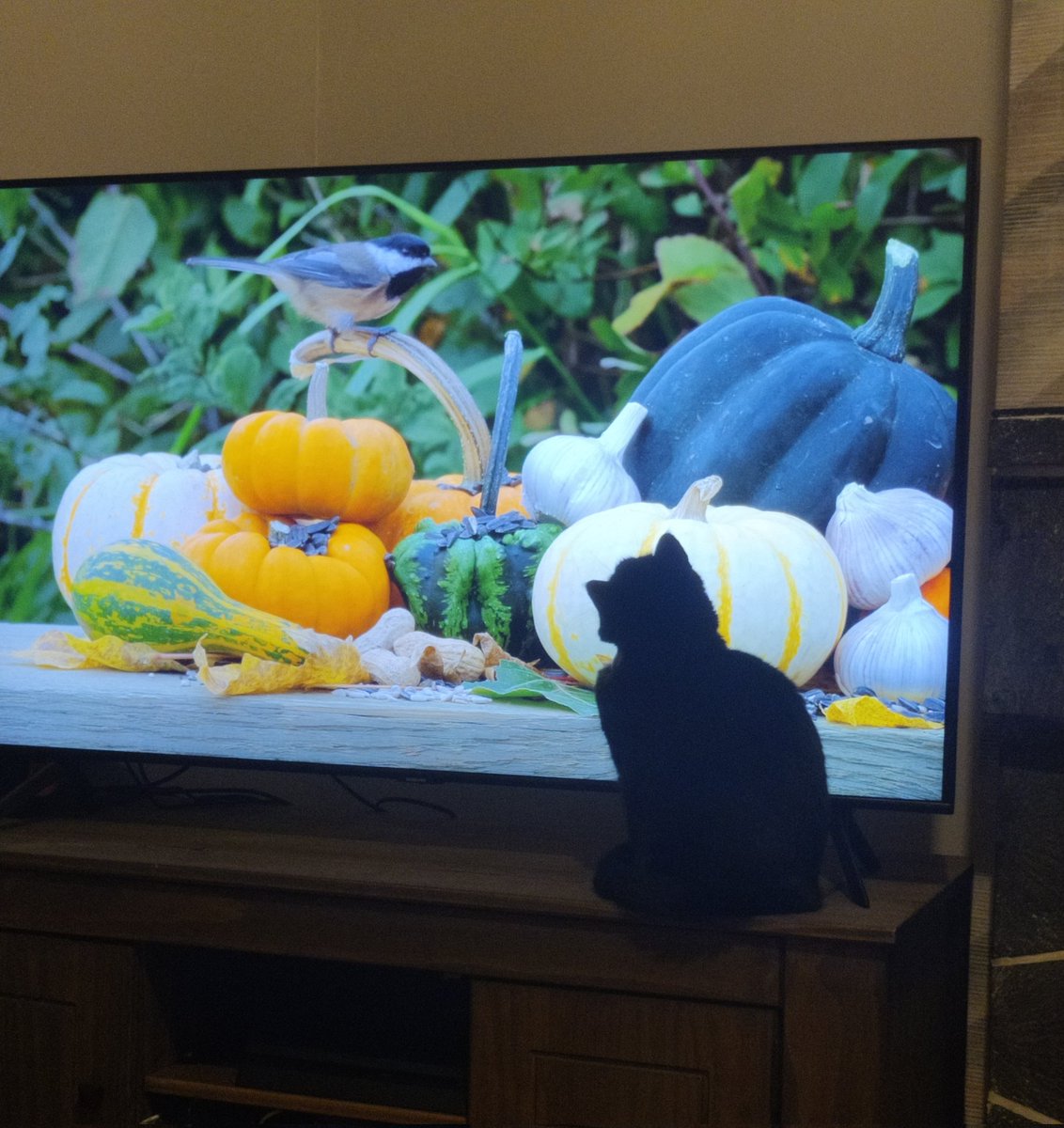 Ms_Blockley's tweet photo. Cat TV to distract from the bangs outside 🎇 success! She gets so scared 😔 #bonfirenight #petsafety https://t.co/Bx8p4uEGSn