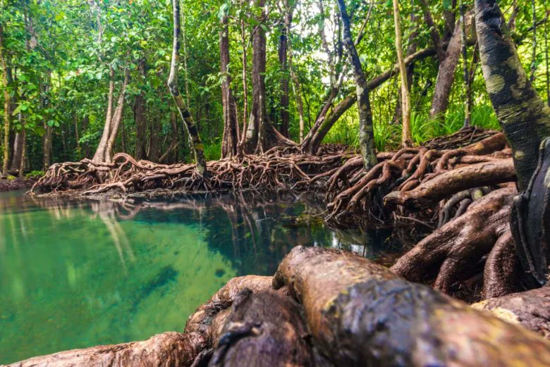 Marco___Aguirre's tweet photo. Un claro ejemplo de este servicio ecosistémico es la Reserva Ecológica Manglares Churute, donde existe una gran cantidad de manglares y más de 300 especies de plantas, 45 especies de mamíferos y más de 300 especies de aves.

Fin del hilo.

Foto obtenida de Civitatis. https://t.co/qVXJiTiLM7
