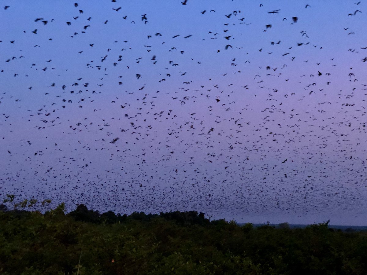 WixBix (@simplyy_wika) on Twitter photo Beautiful <a href="/KasankaPark/">Kasanka National Park Zambia</a> and what a wonderful experience.
It’s peak Bat season right now 🦇 Beautiful <a href="/KasankaPark/">Kasanka National Park Zambia</a> and what a wonderful experience.
It’s peak Bat season right now 🦇