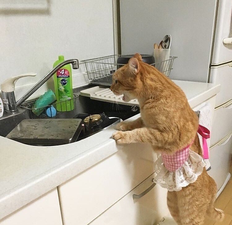 TodoDiaGatinhos's tweet photo. TUDO EU NESSA CASAAAAAAAAAAAA https://t.co/DWtcC6UiW9