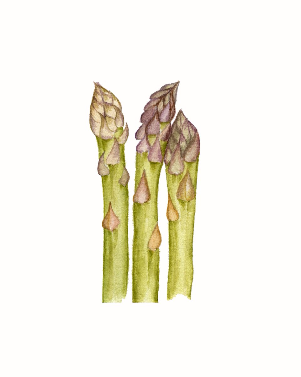 Printable watercolor asparagus, vegetarian art