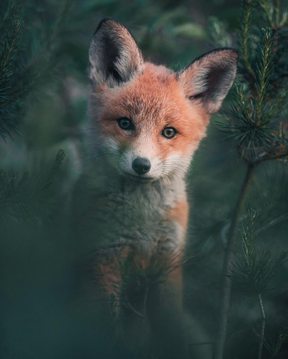 MdlScience's tweet photo. Un renardeau curieux qui se promène en Finlande 🦊 https://t.co/G0F7gCTyrh