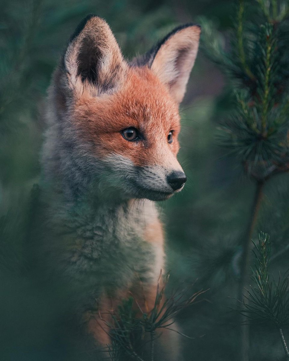 MdlScience's tweet photo. Un renardeau curieux qui se promène en Finlande 🦊 https://t.co/G0F7gCTyrh