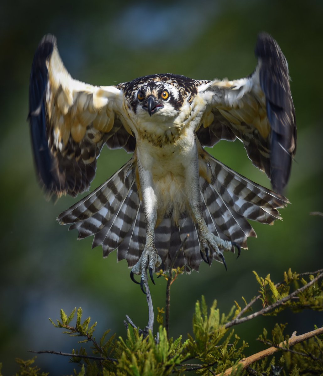 todaysbird's tweet photo. Osprey.
(Photo courtesy of @birdcrazed6)
#wildlifephotography #nature #bloodpressurebreak https://t.co/YeddhQ43jO