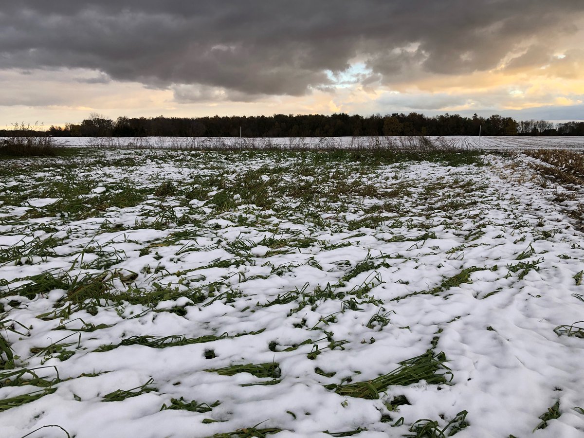 We had snow this week in Granton, a sign that winter is on its way. If you are looking to learn more about #organicfarming  or perhaps just to learn check out the joint effort with <a href="/AndersonsCanada/">The Andersons Canada</a> andersonscanada.com/winterfest/  #ontag <a href="/speareseeds/">Speare Seeds</a> <a href="/SylviteOrganics/">Sylvite Organics</a> <a href="/SylviteAg/">Sylvite</a> #SEED