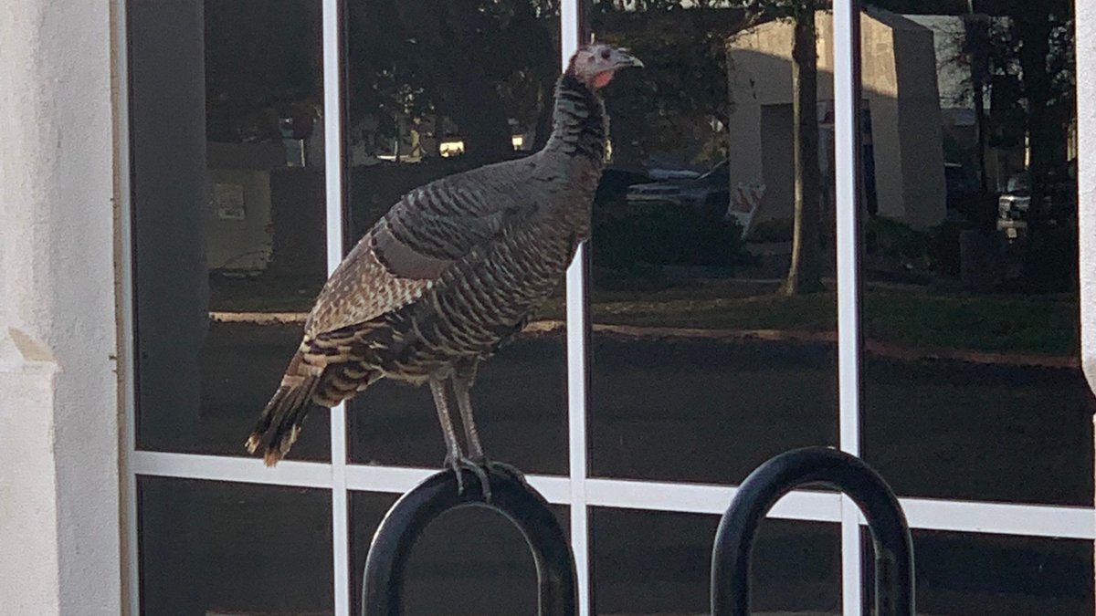 JibeWithUs's tweet photo. #NorthNatomas employers - need new bike racks for your business? Contact Jibe - we want to help and are not talking turkey! #WeFundBikeFriendlyBusinesses #TransportationDemandManagement https://t.co/416HNAAFZ4