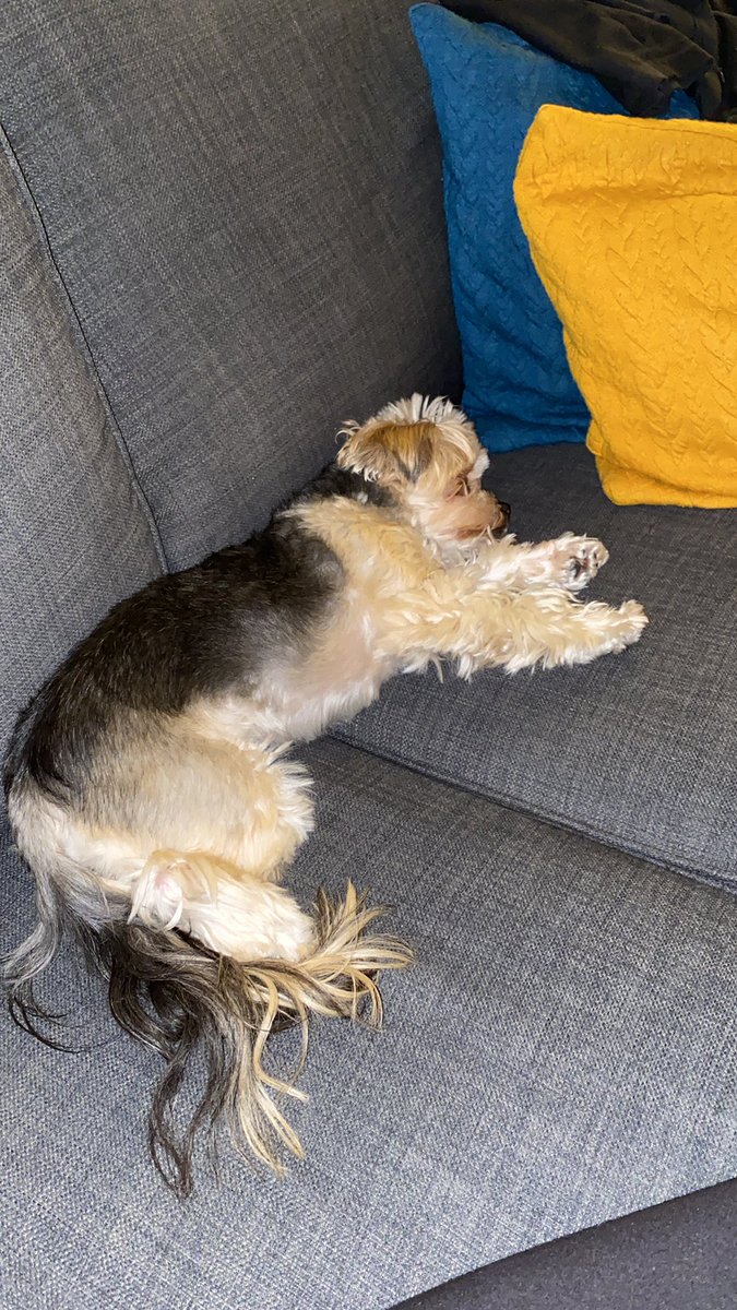 One chilled out pooch enjoying #petclassics
