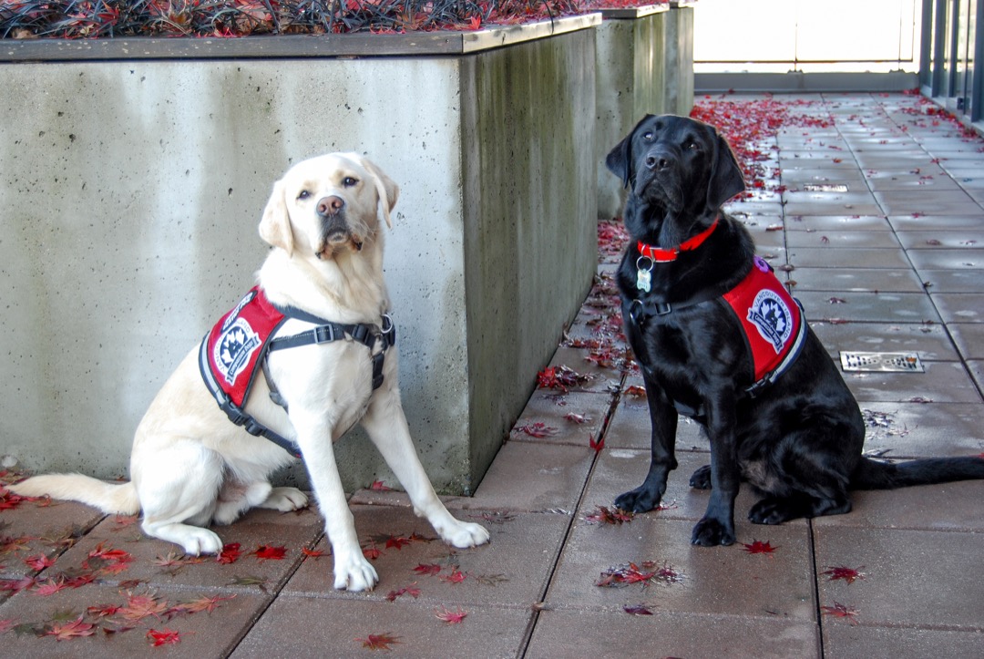 bcguidedogs's tweet photo. Exciting news! Today we officially announced the placement of Operational Stress Intervention Dogs, Ferus and Benji, with the BC Professional Fire Fighters Association (@bcpffa) and Burn Fund (@bcburnfund).
#VICDServiceDogs #OSIDogs #MentalWellness #BCandAlbertaGuideDogs https://t.co/T1ltOFqeVZ