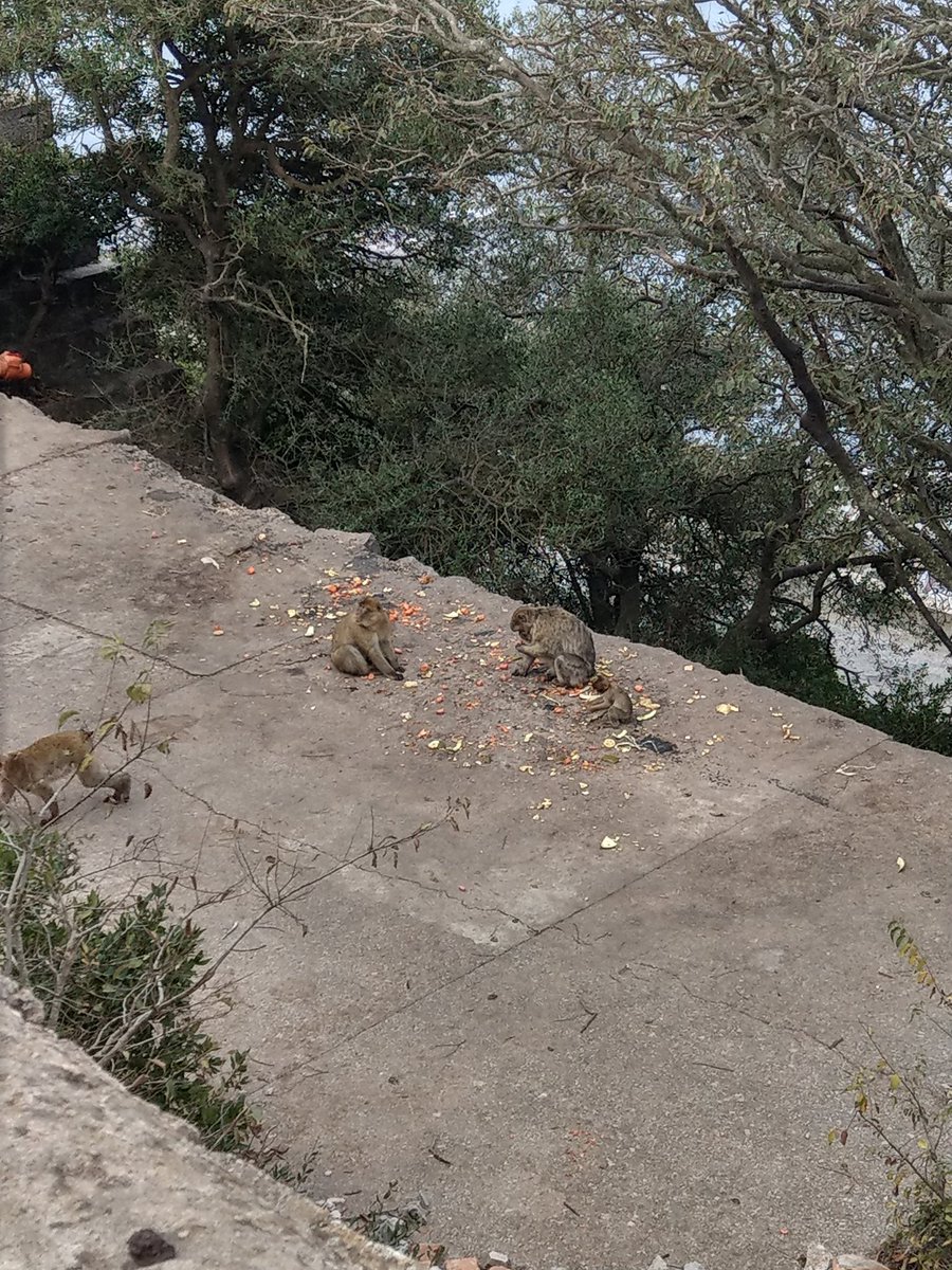 jasontravelblog's tweet photo. @tangoandrakija @AOAOxymoron @Adventuringgal @TravelBugsWorld @beckyexploring @jenny_travels @JourneyHeroApp @Best_of_Tara @Chalkcheese111 @carpediemeire @sl2016_sl @SashaEats @perthtravelers @smtownplussize @kmf116 @ta_community @FitLifeTravel @Abfabtravels @travelingmkter @suziday123 @LoriMoreno @lizzie_hubbard2 @LiveaMemory @GoodLifeWithIQ @leisurelambie @leo_tuxedo @AlisonAndalucia @CharlesMcCool @eatlivestay @LindaPeters64 @RoadtripC @SuchetaDoshiMD @TravelAtWill @tthrash @BeyondTheMiles1 @MandMsTravels @Yuzu79092625 @TokenRedFox1 @GreyToken @KaliTravel @Enrica510 @magee333 @GetLostBlog @CourseCharted @DonNadeau @suzytheexplorer @taraturk1 @Fruit_Bats @GreenMochila You heard @tangoandrakija! Let's keep this #Wild theme rolling and make this #FlashbackFridayz a #FlashbackWeekendz!
Gibraltar and Seattle are home to some pretty wild citizens.
Europe's only wild monkeys (I think) and of course the famous troll under the bridge in Seattle ๐ https://t.co/n9TmnATwGF