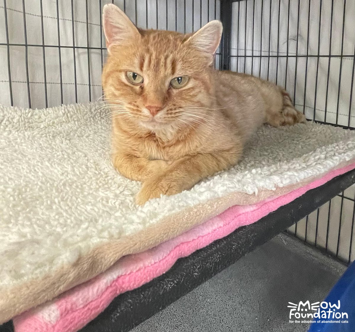 MEOWFoundation's tweet image. Well that didn't take long! Happy Friday from Amber Moon, who got adopted today 🌙  #catsofyyc #catsoftwitter #meowfoundation #loveyyc