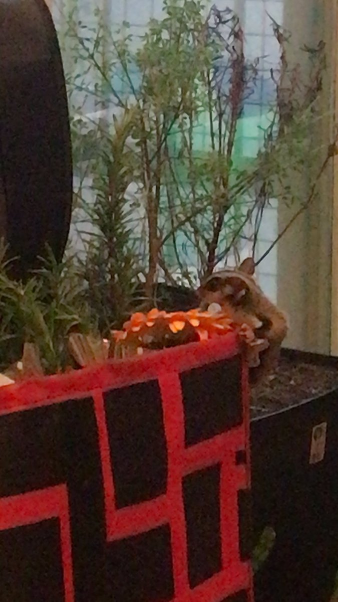 LoreAlvarez1's tweet photo. No aguanto a que las saque… aprovecho que estaba en zoom.. mi ladrona de flores jajajajajaja https://t.co/ybtvWGXEeE