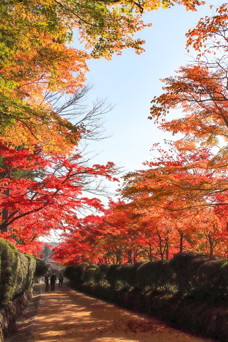 高野山の紅葉22見頃時期と混雑予想 ライトアップスポットは ヒデくんのなんでもブログ