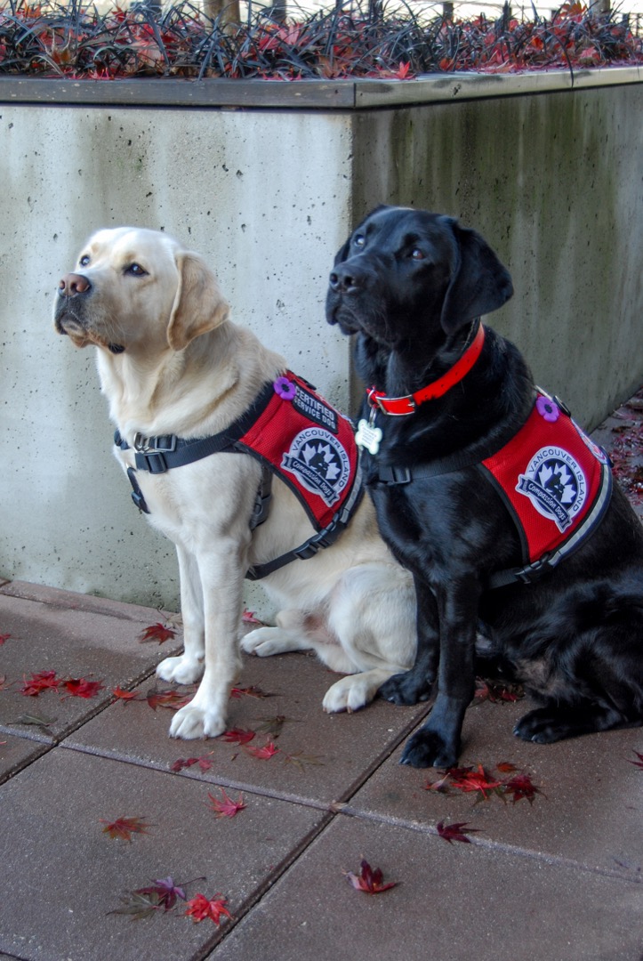 bcguidedogs's tweet photo. Exciting news! Today we officially announced the placement of Operational Stress Intervention Dogs, Ferus and Benji, with the BC Professional Fire Fighters Association (@bcpffa) and Burn Fund (@bcburnfund).
#VICDServiceDogs #OSIDogs #MentalWellness #BCandAlbertaGuideDogs https://t.co/T1ltOFqeVZ