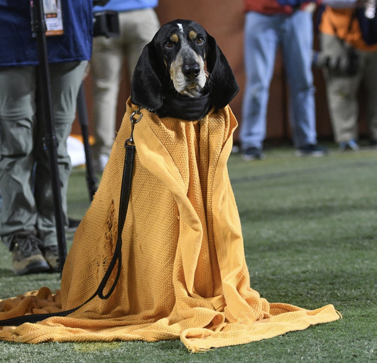 wesruckerTBA's tweet photo. There is one good thing — and only one good thing — about Tennessee football playing games in stupid-cold weather.

Adorable pictures of Smokey with his blanket are that one thing. https://t.co/AYzW4LUwdr