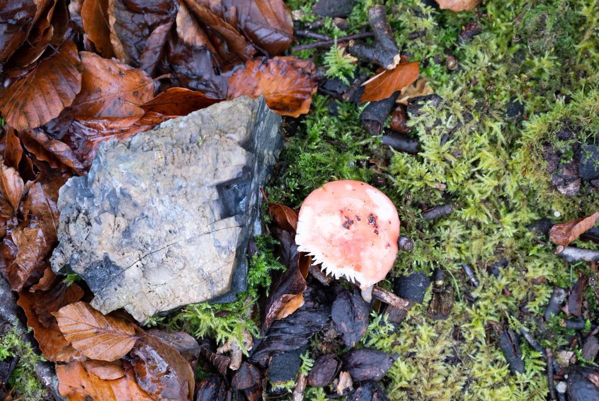LiamFFarrell's tweet photo. Season of mists and high ISO's. On the Queen Maeve Trail around Knocknarea.  @TrailgazersB @choosesligo @SligoWalks @SligoWalkTour @callofthewild1 #Autumnvibes #queenmaevetrail #woodland #sligo #fruitsoftheforest @sligotourism https://t.co/hw841y0ELG