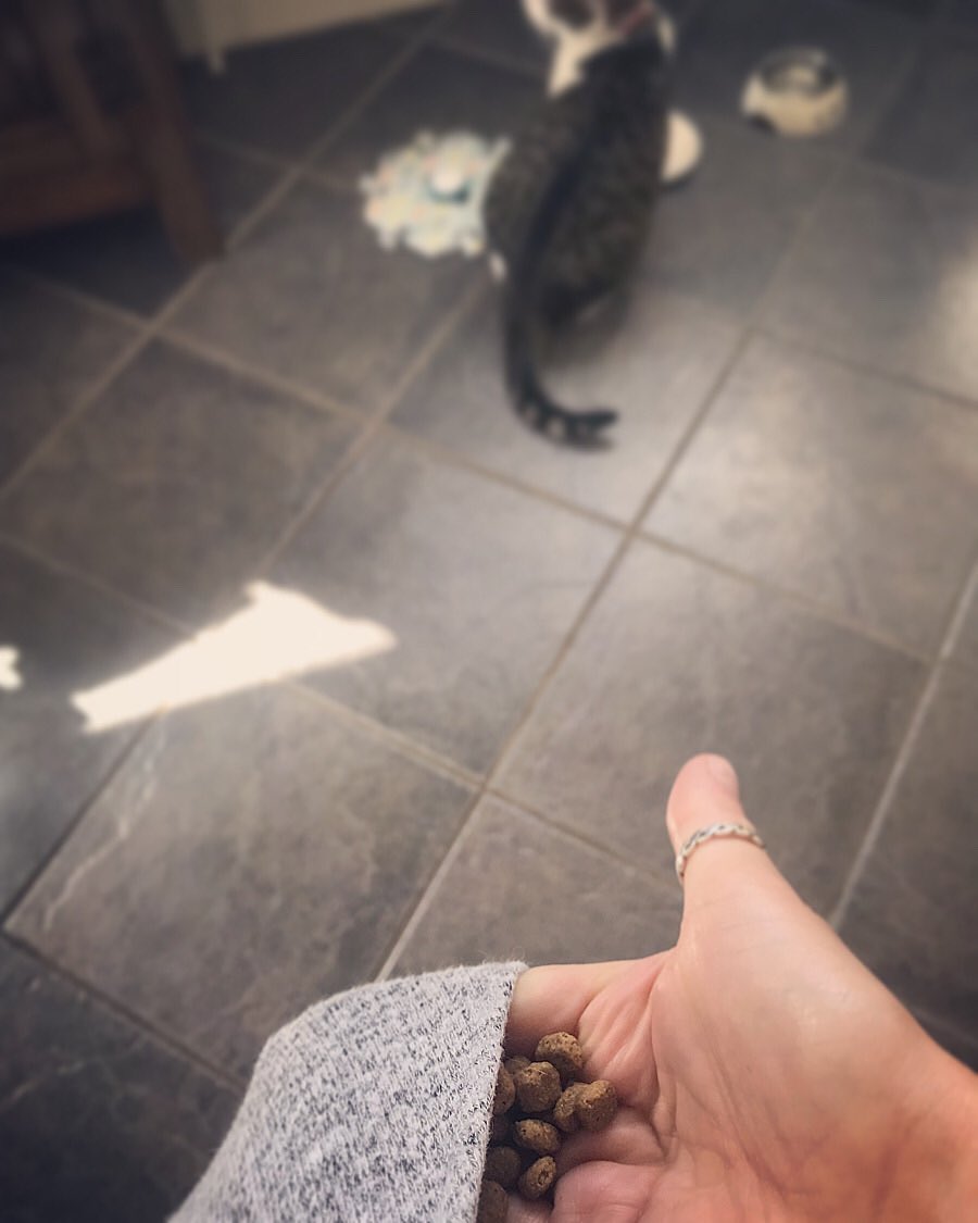 mabel_chattycat's tweet photo. When training your cat means finding cat biscuits in the pockets of every pair of pyjamas you own 🙈😸
#fluentpet #fluentpetlearner #biccies #foodoriented #biscuitlover #chattycat #mabel #rescuecat #tabbycat #rescuecatsofinstagram #catsofinstagram #adoptdontshop https://t.co/jZBgzarUoP