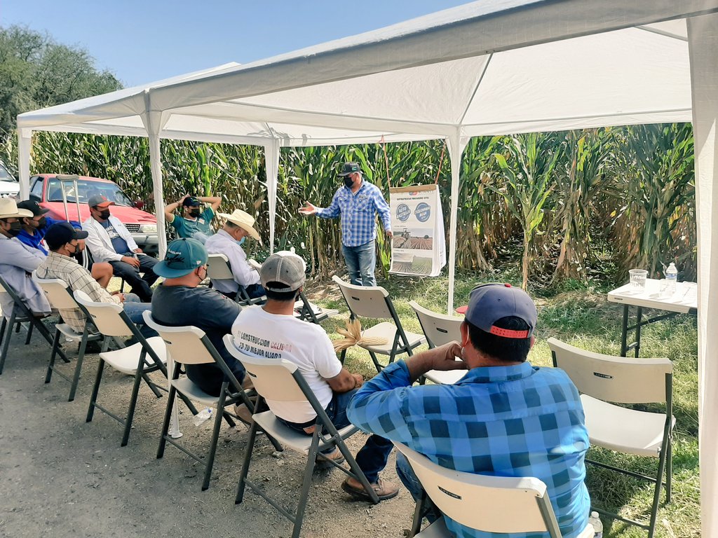 Fco_Hgo_Lopez's tweet photo. La @SDAyR_GTO y @CIMMYT a través del programa @MasAgroGto da capacitacion y recorrido de campo en Benito Juárez y La Sandia a productores de @municipio_leon mostrando estrategias y resultados de intervención. 

¡Por una agricultura sustentable!
@Paulo_Banuelos @AleGutierrez_mx https://t.co/ySKIQCpXbP