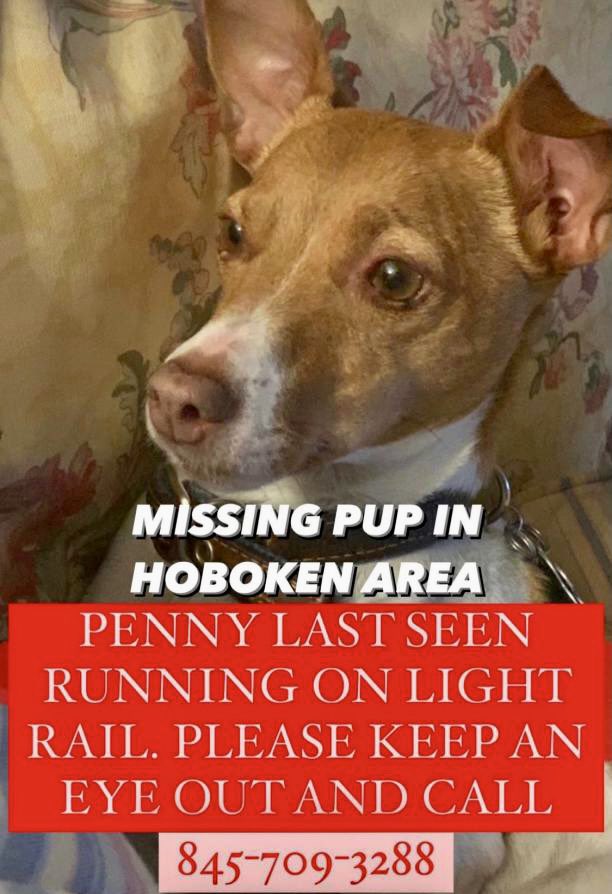 KeithOlbermann's tweet photo. NYC AREA MISSING DOG ALERT: Penny is lost in Hoboken near light rail at 8th and Madison. If you’ve seen or found her please go here: https://t.co/6vccc32FeS and/or phone 845-709-3288 and PLEASE RT PENNY! https://t.co/TAdluNxCln