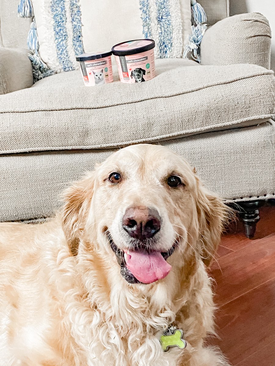 WildlyWander's tweet photo. #ad Check out 4 Pet Perfect Products for your dog today! They are all Bella approved, she is enjoying them all, + grab a @treatiblespets Coupon Code!
https://t.co/O1QTFgg5e4
#PetPerfectBBXX #VetsBest #NaturalPet #Treatibles #HarmonyForTheWholeFamily #Nutrivet #Amountsthatcount https://t.co/i1BGBE2klR