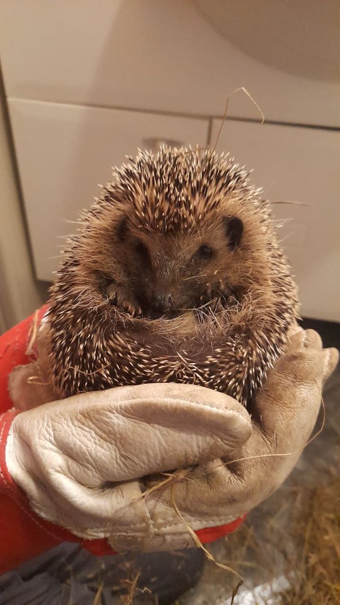 Gentner_EP's tweet photo. Das nötige Gewicht haben die 3 #Igel-Waisen schon erreicht. Der Husten klingt ab. Nach Absprache mit @Naturschutzbund &amp; Tierarzt können sie bald den #Winterschlaf in Freiheit antreten.
Mutter &amp; 2 Geschwister fielen Baustelle zum Opfer.
#Waldpädagogik #Artenschutz #Igelhilfe https://t.co/NsAZuPjHQl