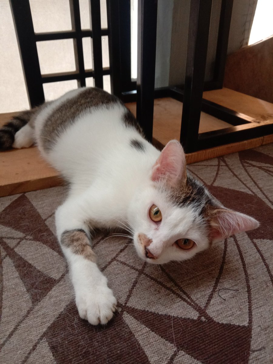 _hanwook's tweet photo. -OPEN FOR ADOPTION FREE-

Kucing betina domestik umur 4 bulan
📍dom Malang

tolong bantu RT ya makasiii✨
#OpenAdopt #adopsikucing #adoptme #kucing https://t.co/2D6k0NQMSL https://t.co/DvlhlvyTky