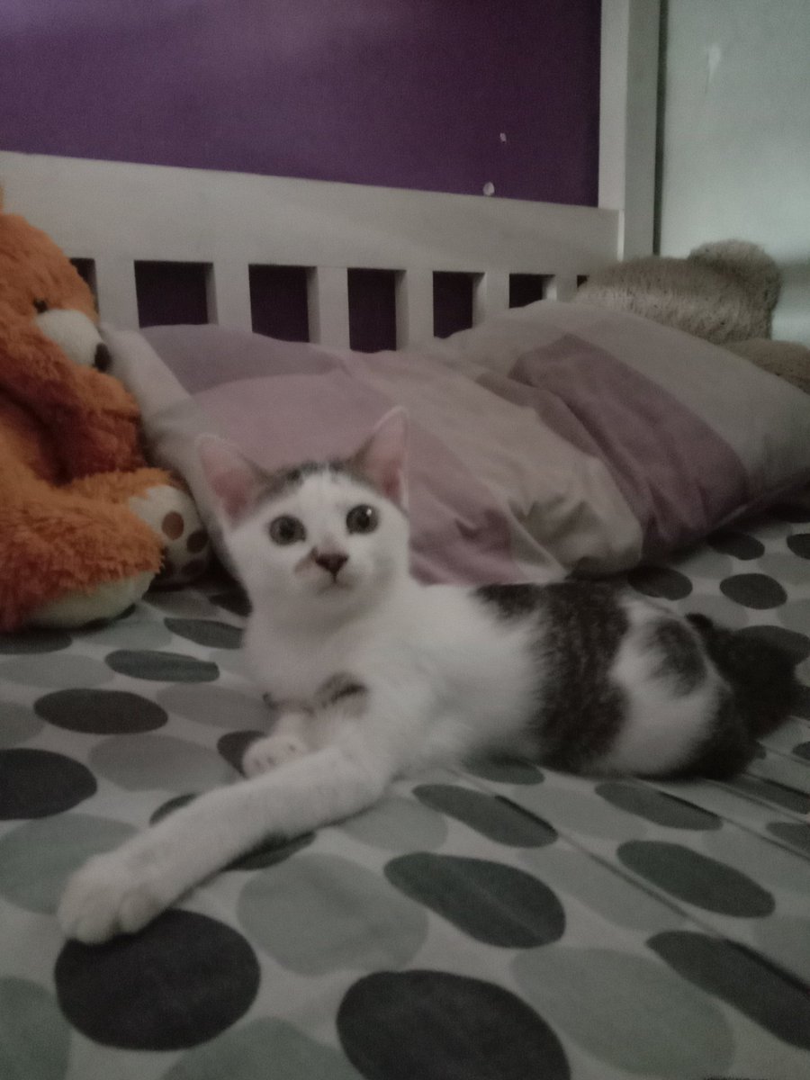 _hanwook's tweet photo. -OPEN FOR ADOPTION FREE-

Kucing betina domestik umur 4 bulan
📍dom Malang

tolong bantu RT ya makasiii✨
#OpenAdopt #adopsikucing #adoptme #kucing https://t.co/2D6k0NQMSL https://t.co/DvlhlvyTky