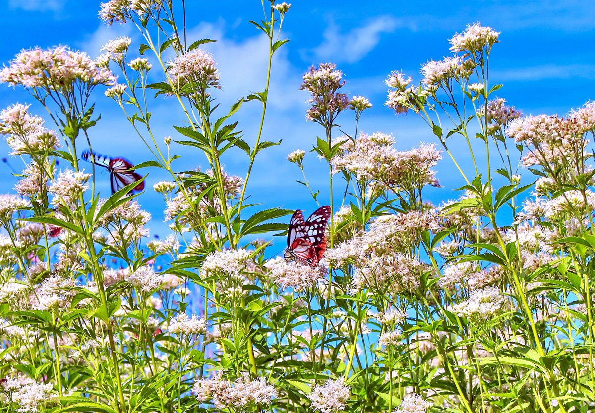 Top Tweets For フジバカマ Twstalker