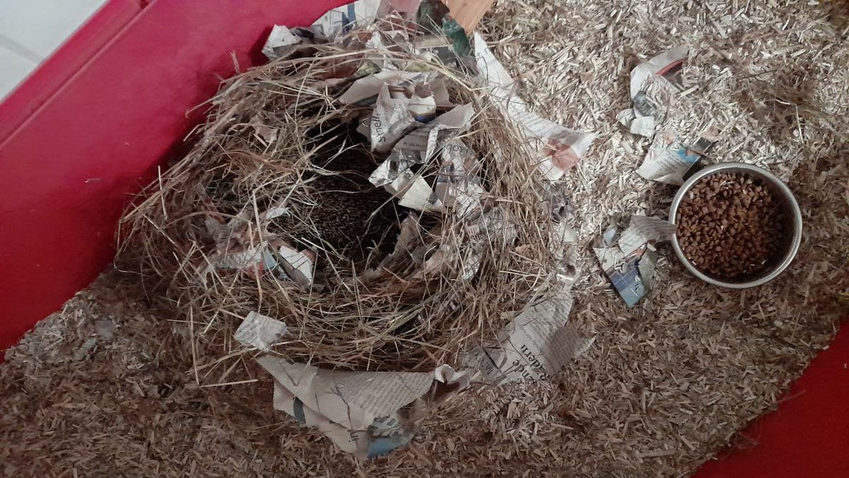 Gentner_EP's tweet photo. Das nötige Gewicht haben die 3 #Igel-Waisen schon erreicht. Der Husten klingt ab. Nach Absprache mit @Naturschutzbund &amp; Tierarzt können sie bald den #Winterschlaf in Freiheit antreten.
Mutter &amp; 2 Geschwister fielen Baustelle zum Opfer.
#Waldpädagogik #Artenschutz #Igelhilfe https://t.co/NsAZuPjHQl