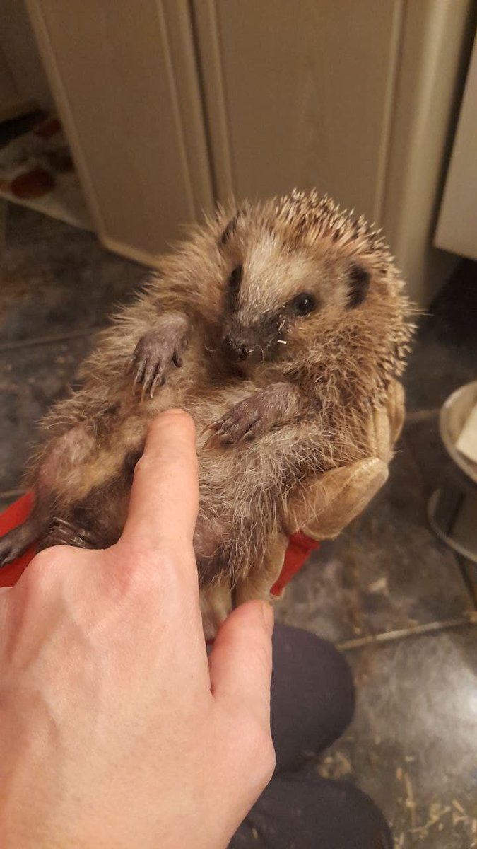 Das nötige Gewicht haben die 3 #Igel-Waisen schon erreicht. Der Husten klingt ab. Nach Absprache mit <a href="/Naturschutzbund/">NABU Baden-Württemberg</a> &amp; Tierarzt können sie bald den #Winterschlaf in Freiheit antreten.
Mutter &amp; 2 Geschwister fielen Baustelle zum Opfer.
#Waldpädagogik #Artenschutz #Igelhilfe