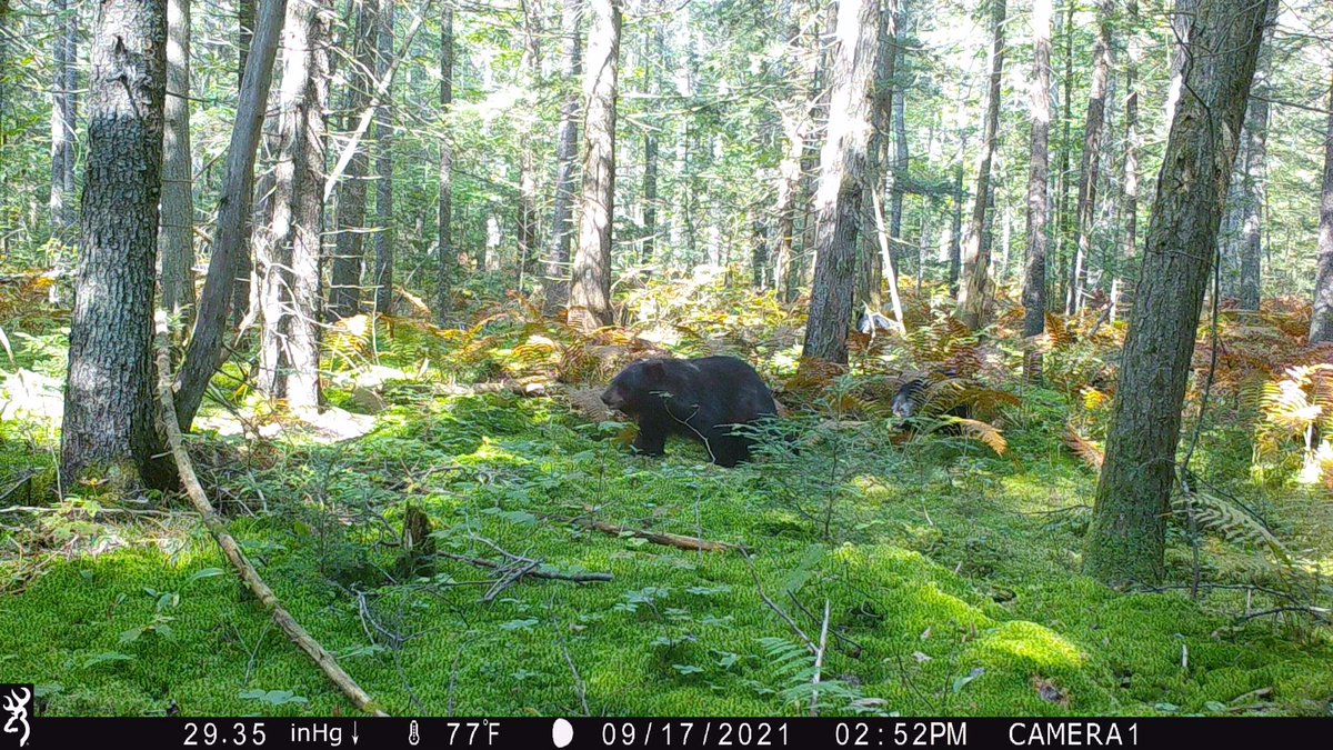 Well….someone is going to sleep well this winter!

#trailcam #browningtrailcam #backyardvisitors @BrowningCams