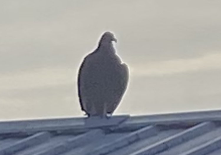 uniqcreations4u's tweet photo. Had 2 Buzzards ���� 🦅chilling on my roof today, actually there was 3 , but I believe the 2 jumped the one, which was hobbling across the street. Then the other 2 just stayed on my roof like they owned the joint , 1
Flew away lol.
.@BlazedRTs .@sme_rt .@RTUKSeller .@ItsJeffreyJeff https://t.co/eV8bzy8clh