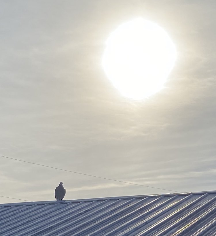 uniqcreations4u's tweet photo. Had 2 Buzzards ���� 🦅chilling on my roof today, actually there was 3 , but I believe the 2 jumped the one, which was hobbling across the street. Then the other 2 just stayed on my roof like they owned the joint , 1
Flew away lol.
.@BlazedRTs .@sme_rt .@RTUKSeller .@ItsJeffreyJeff https://t.co/eV8bzy8clh