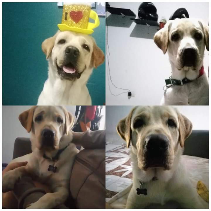 munaype's tweet photo. LUCA , se perdió en San Martín de Porres, calle cajabamba ,pero ya podría estar en cualquier otro distrito,  por favor si lo vez podrías comunicate al 972796740 ,  ayudarías mucho si pudieran compartir 🙏🙏🙏😔 https://t.co/1Mj6cmxk1W
