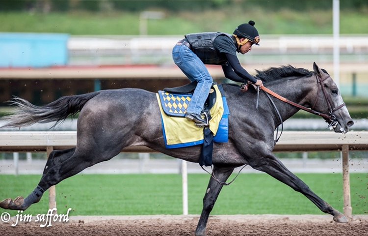 MargaretDammit's tweet photo. Not even slightly shy about who I want to win this race based on emotion alone, but I also think he's got a solid chance to at least hit the board. Go get 'em, boy. Make dad proud! #Arrogate #MakeAmericaGrayAgain #JasperGreat (thanks to my peeps for the pics, too)! https://t.co/i6XbCDnz4C
