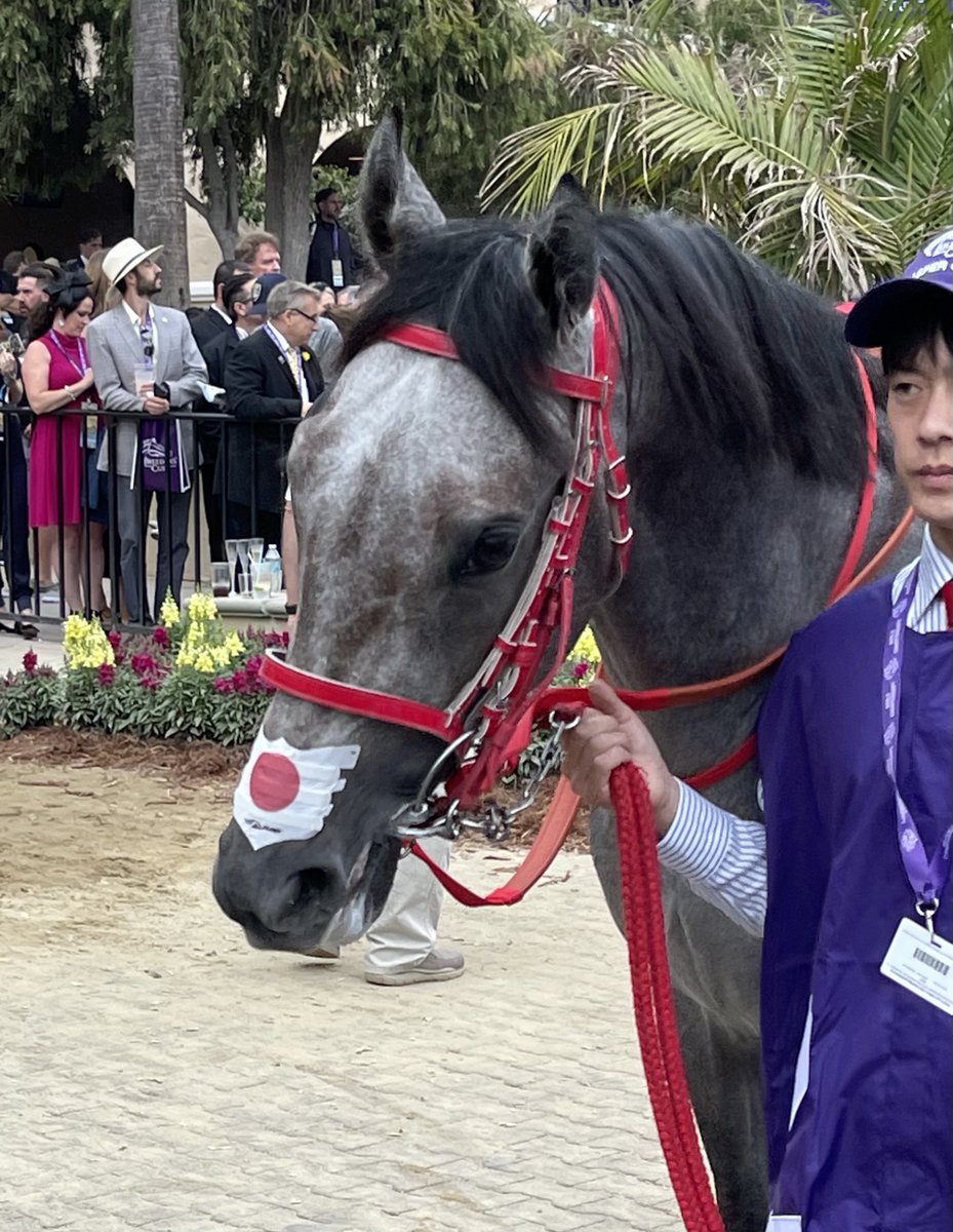 MargaretDammit's tweet photo. Not even slightly shy about who I want to win this race based on emotion alone, but I also think he's got a solid chance to at least hit the board. Go get 'em, boy. Make dad proud! #Arrogate #MakeAmericaGrayAgain #JasperGreat (thanks to my peeps for the pics, too)! https://t.co/i6XbCDnz4C