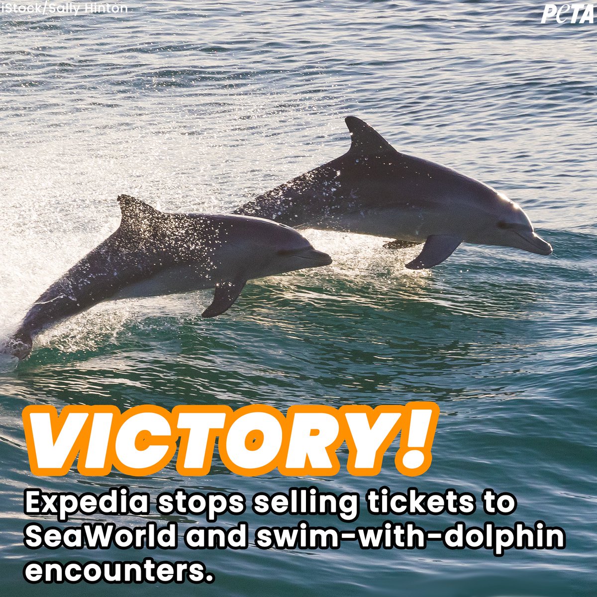 <a href="/lucianacarro/">Luciana Carro she/her</a> WE DID IT! After years of pressure from PETA and hundreds of thousands of our supporters, <a href="/expedia/">Expedia</a> will no longer sell tickets to SeaWorld and swim-with-dolphin encounters, including those in Mexico 🎉🐬
 
Retweet to celebrate this big splash for dolphins! 💦