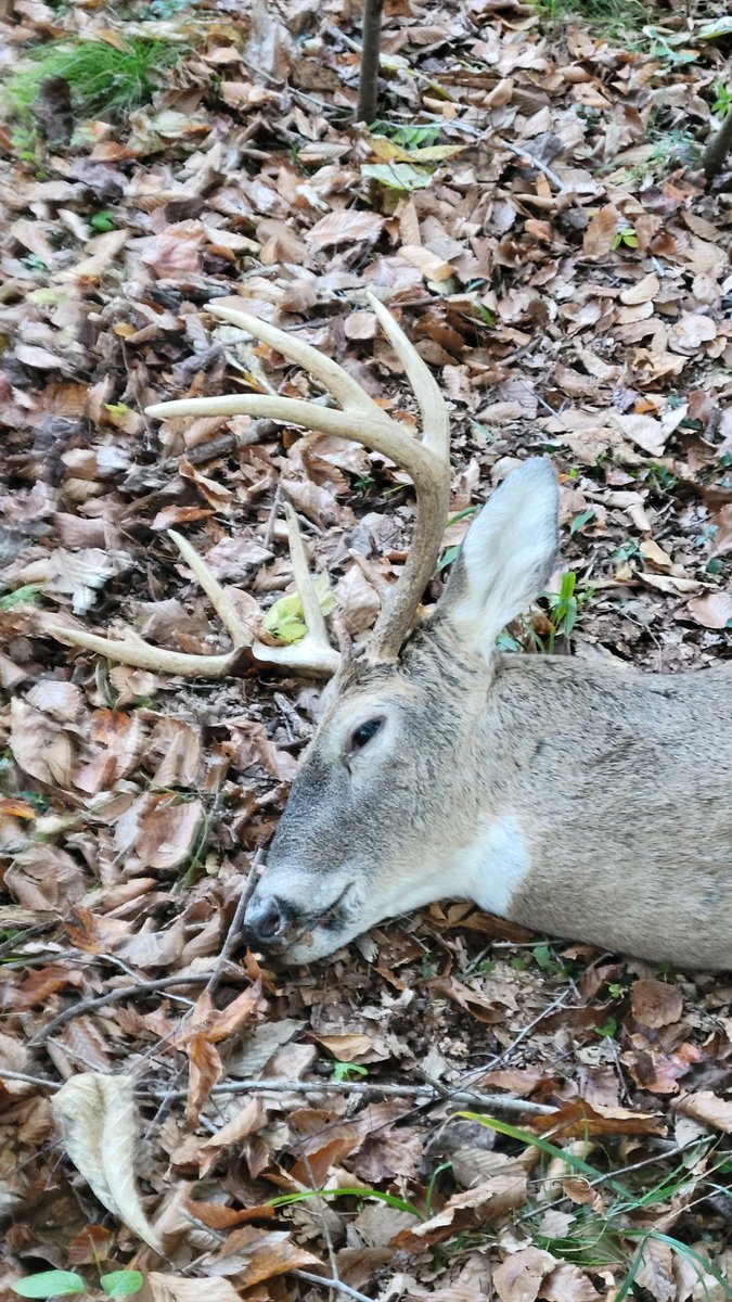 ShawnCreek2's tweet photo. It was a pretty good day! A big doe this Am &amp; after about 40 hrs in the stand this ole boy gets a ride in the @ChevyTrucks with the suggestion of @tboneoutdoors the @G5Outdoors #megameat did its job! @Mathews_Archery @TedNugent @BoogerBottom @nickmundt https://t.co/OkiPNt6w6T