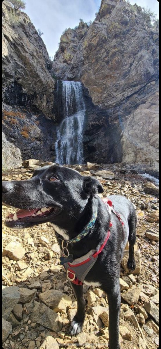 AngeliqueMGR's tweet photo. Voy a conocer a #BenjiTheDog https://t.co/qNSpRrC31t