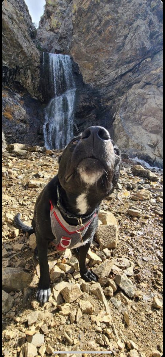 AngeliqueMGR's tweet photo. Voy a conocer a #BenjiTheDog https://t.co/qNSpRrC31t