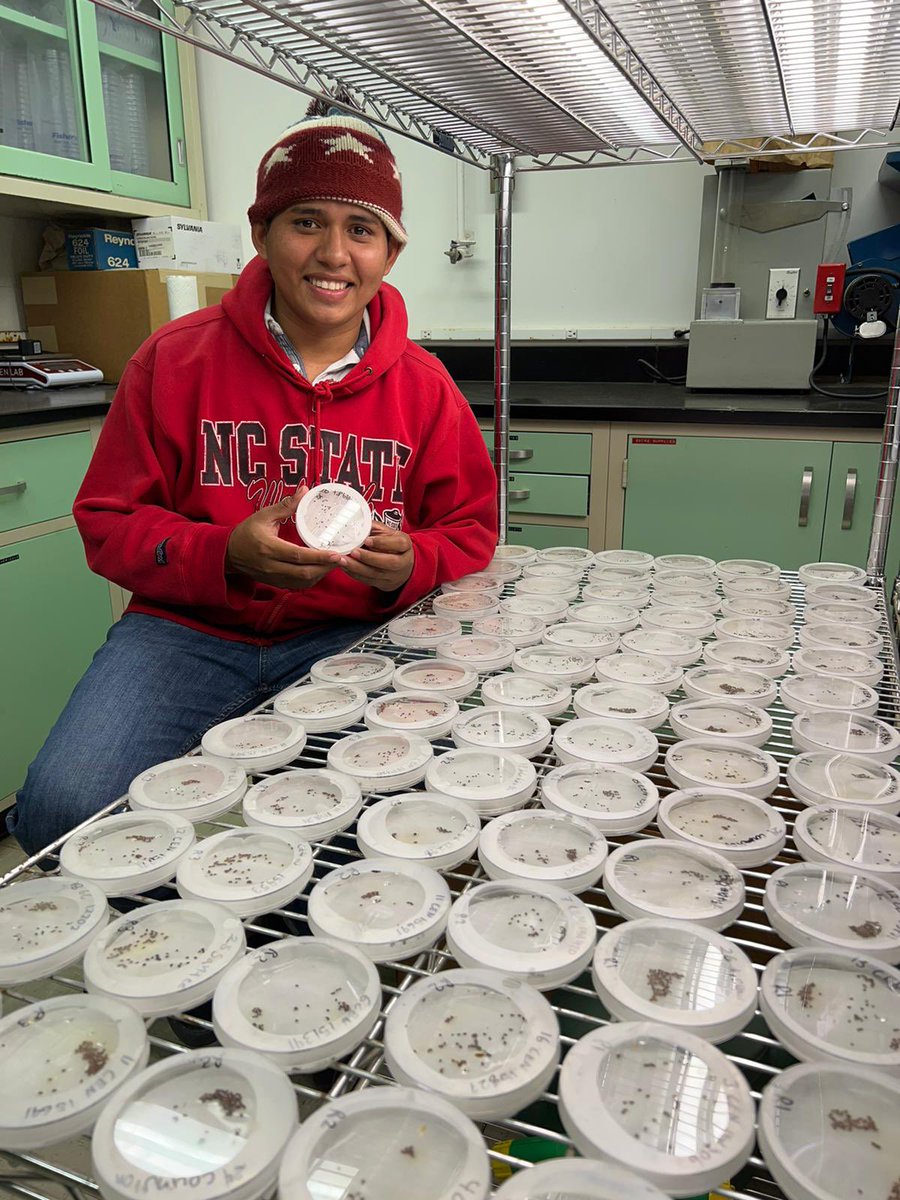 NCTurfBreeding's tweet photo. @unaghonduras’s international scholar Sergio Fernandez working on a #centipedegrass germination project as part of his research internship with us. Proud of your work, Sergio! @uaa_us @CropAndSoil https://t.co/nsFr56Ap3u
