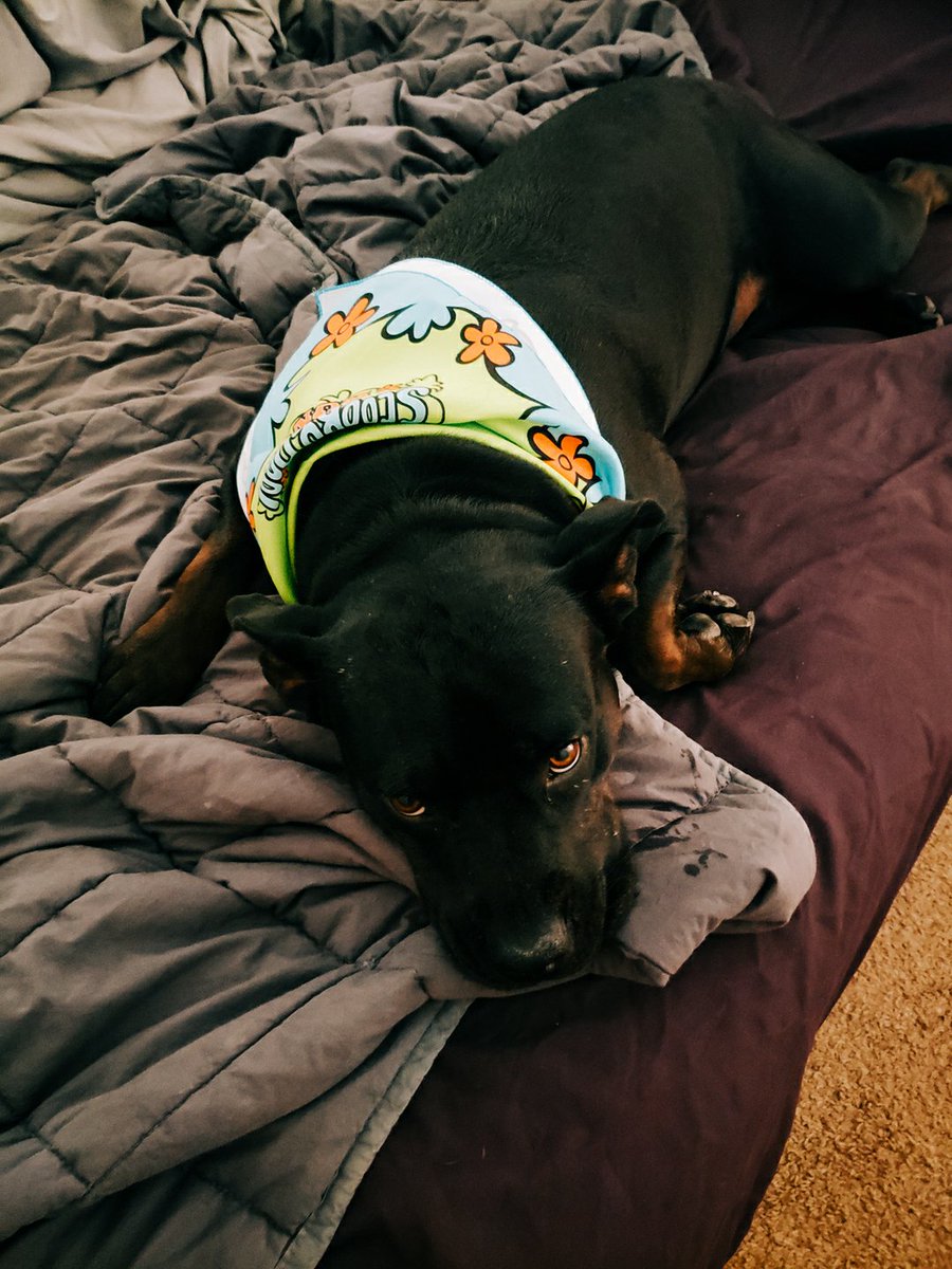 ShadowThePibble's tweet photo. Dis my scoob bandana. Aren't I cutes?
#cutedog #dogsinbandanas #pibble #bullybreed https://t.co/2qeDQ45zLC