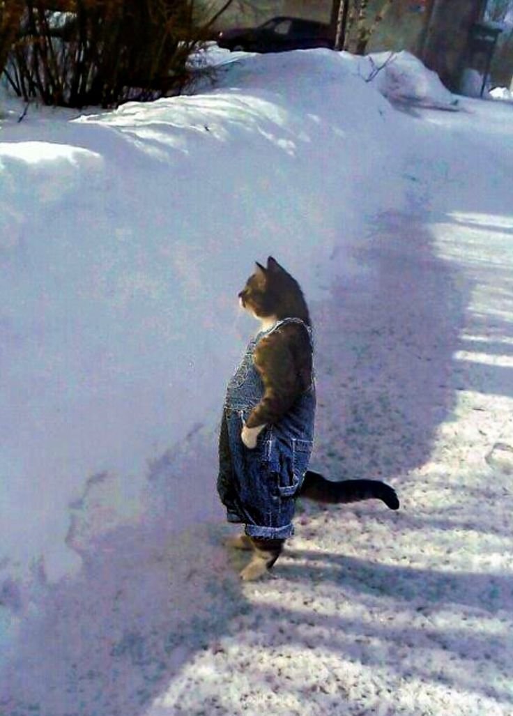 Girl_Dm_'s tweet photo. ya'll hating on pants wearing cats smh https://t.co/9tNM47AqGi